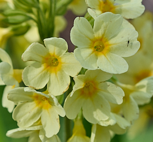 Insect on oxlips