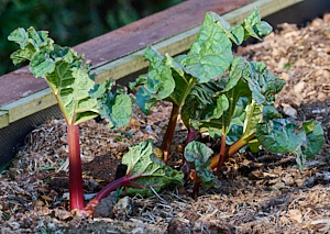 Early growth of rhubarb