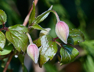 Clematis about to flower
