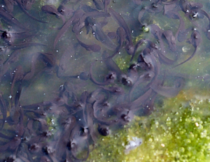 Tadpoles starting to emerge