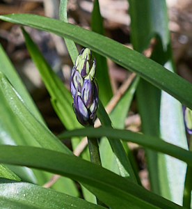 First blue of bluebells