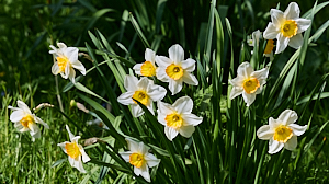 Narcissi in flower
