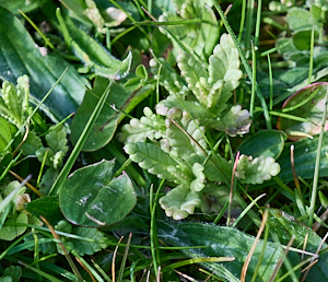 Small shoots of yellowrattle