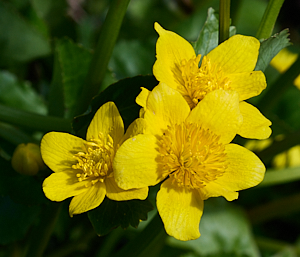 Marsh marigolds in bloom