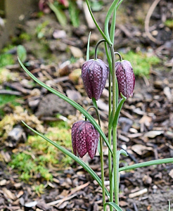 Snakeshead fritillaries in flower