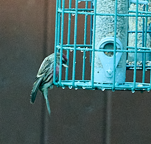 Redpoll on seed feeder
