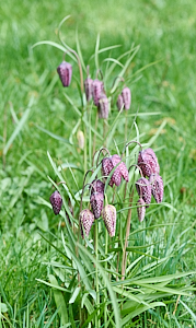 Snakeshead fritillaries