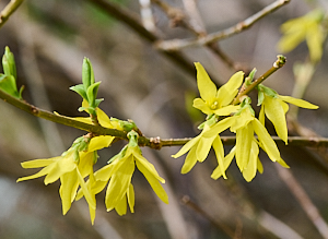 Yellow flowers on bush