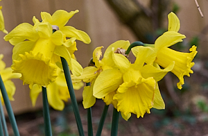 Bunch of dafodills