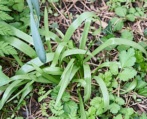 Unknown plant as of now!