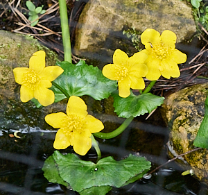 Marsh marigolds in bloom