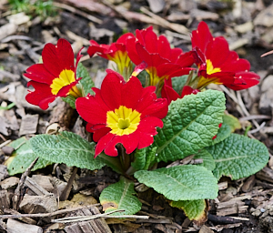 Red & yellwo bedding plant