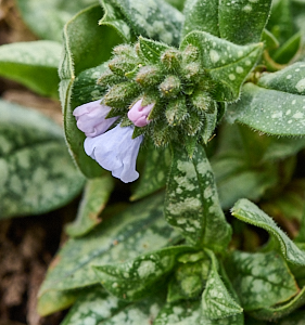 Pale blue lungwort flower