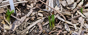 Four northern marsh orchids