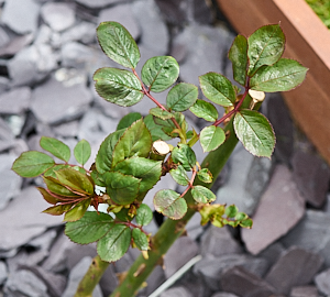 Leaping salmon rose growing well