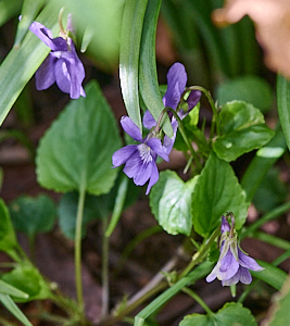 Unknow flower