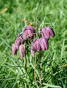 Bunch of snakeshead fritillaries