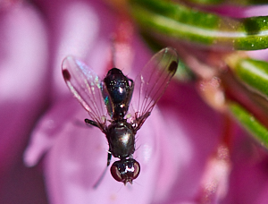 Insect on heather