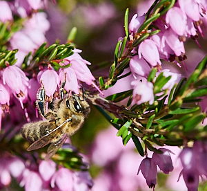 Bee on heather