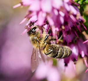 Bee on heather