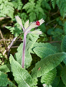 Red coloured cowslip