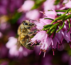 Bee on heather