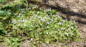 Pretty white flowers