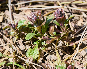 Bugle starting to flower