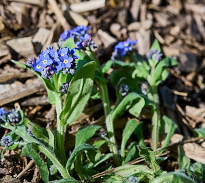 Forget-me0nots in flower