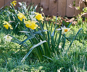 Daffodils in flower