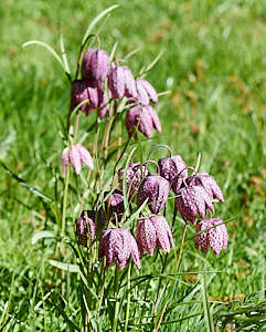 Purple snakeshead fritillaries