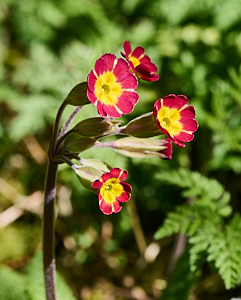 Red cowslips