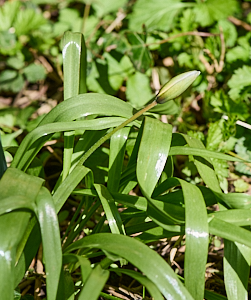 Unknown flower starting to bud