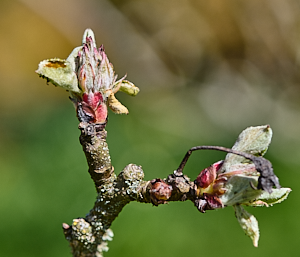 Start of apple blossom