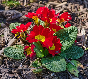Deep red flowers on bedding plant.