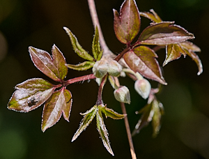 Fly on leaf of clematis