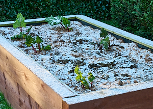 Snow covered rhubarb raised bed
