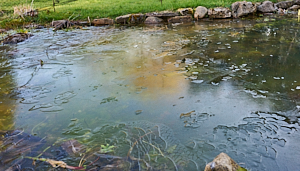 Frozen pond surface