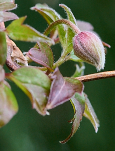 Clematis about to bud