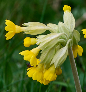 Cowslips in flower