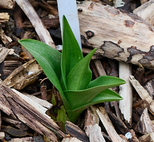 Northern marsh orchid without spots
