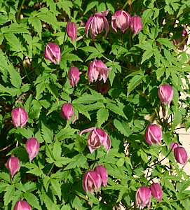 Flowering clematis