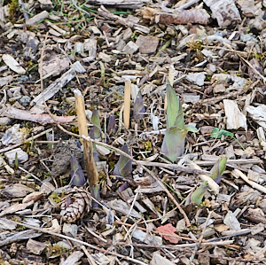Hosta shoots appearing
