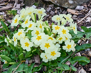 Primroses in flower