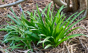 Bluebells starting to flower