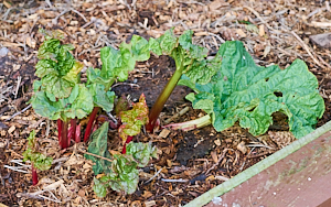 Rhubarb starting to grow