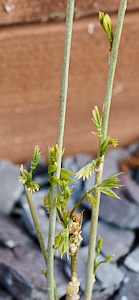 Wisteria starting to produce flowers