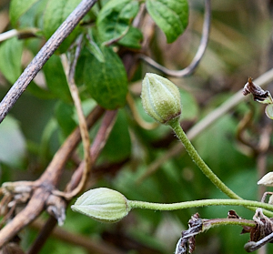 Celmatis buds