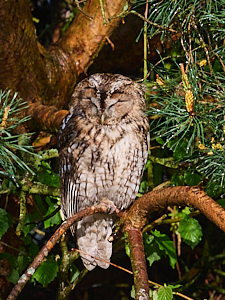 Tawny owl male taking evening sun