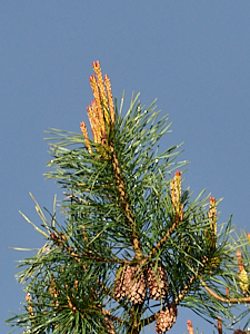 Fir tree in evening light against a dark sky